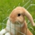 dibea Freilaufgehege für Kleintiere Auslauf für Kaninchen Kleintiergehege (M) 59x58 cm - 2