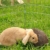dibea Freilaufgehege für Kleintiere Auslauf für Kaninchen Kleintiergehege (M) 59x58 cm - 3